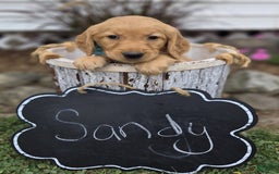 Golden Retriever dogs for sale: Sandy - Image 4