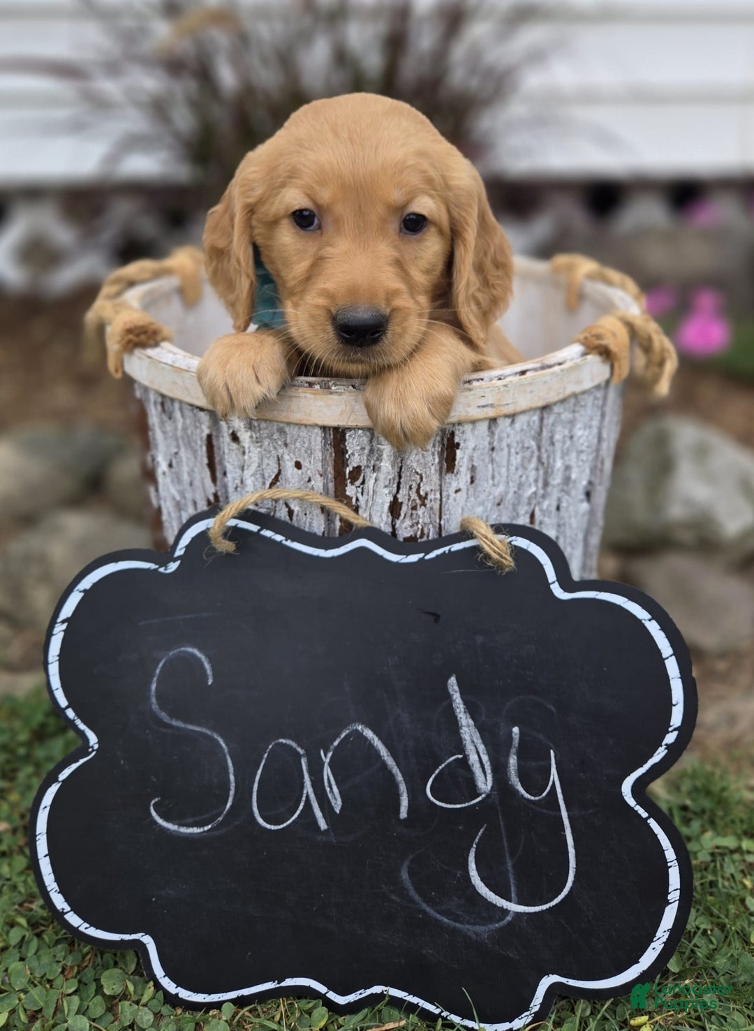 Golden Retriever dogs for sale: Sandy - Image 4