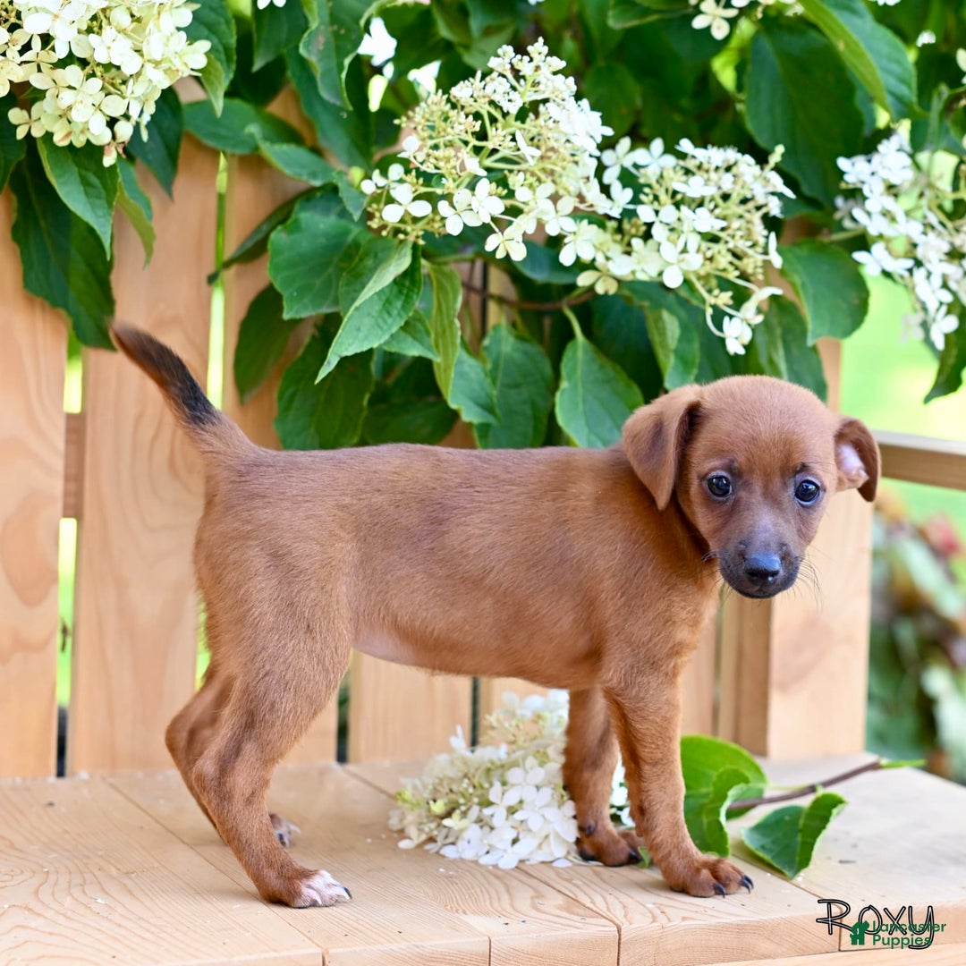 Jackapoo dogs for sale: Roxy - Image 2