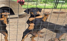 Doberman Pinscher dogs for sale: Jupiter - Image 2