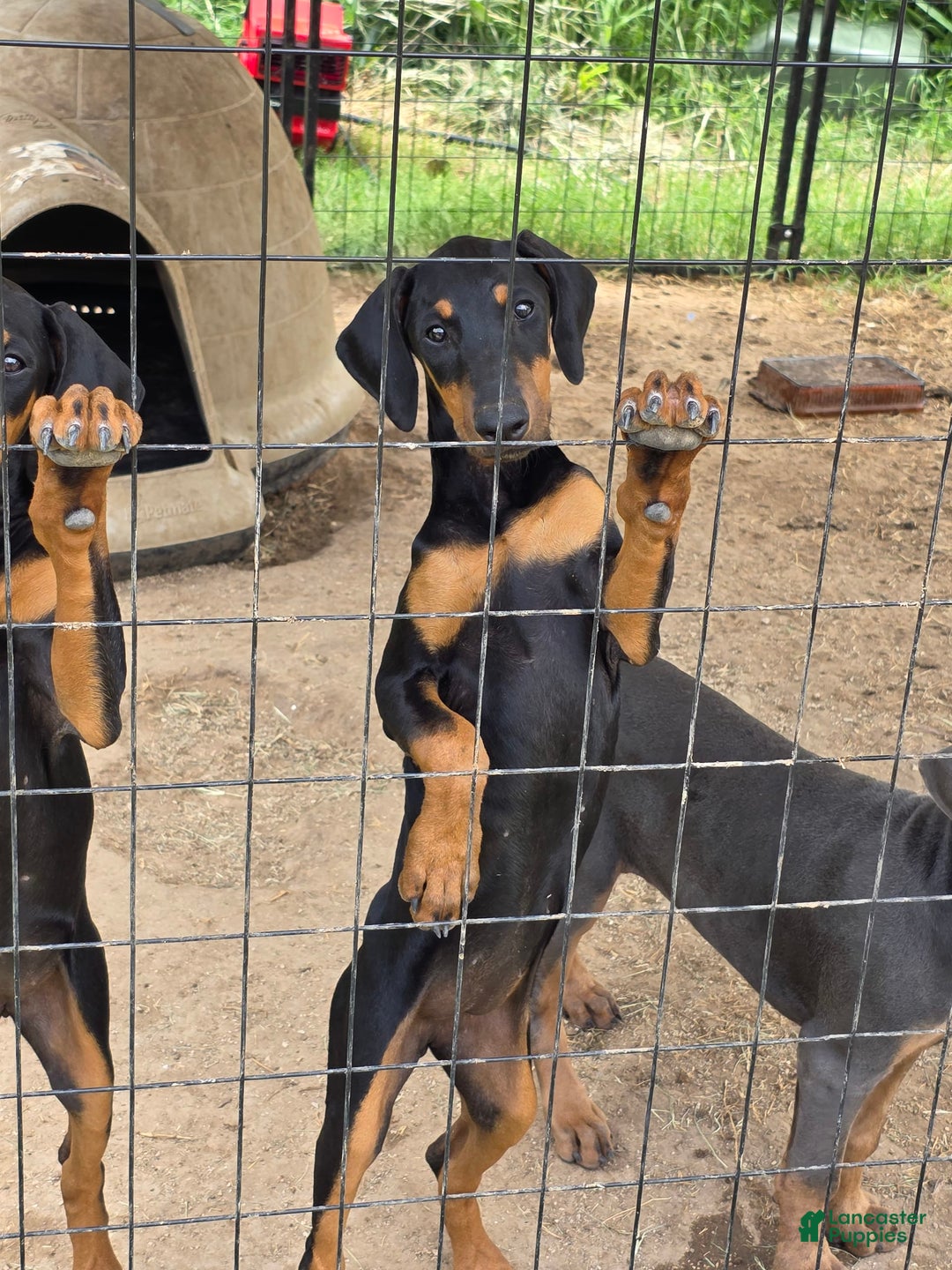 Doberman Pinscher dogs for sale: Jupiter - Image 2