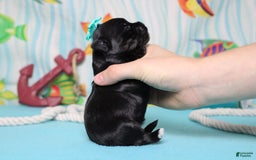 Morkie dogs for sale: Expresso - Image 4