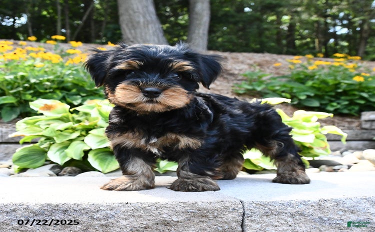 Yorkshire Terrier dogs for sale - Ad 4