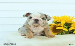 English Bulldog dogs for sale: Galaxy - Image 4
