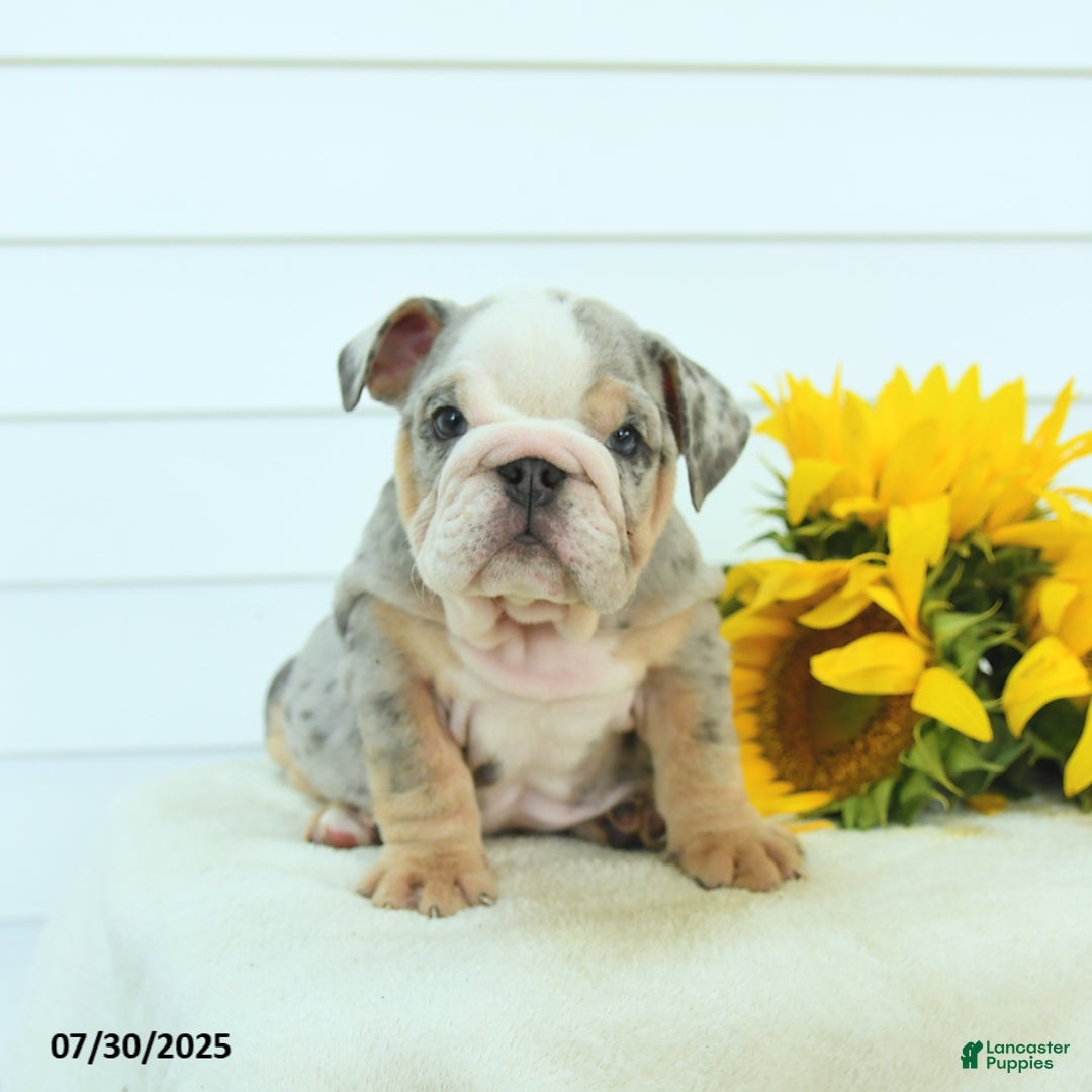English Bulldog dogs for sale: Galaxy - Image 4