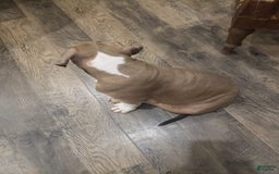 American Bully dogs for sale: Socks - Image 67