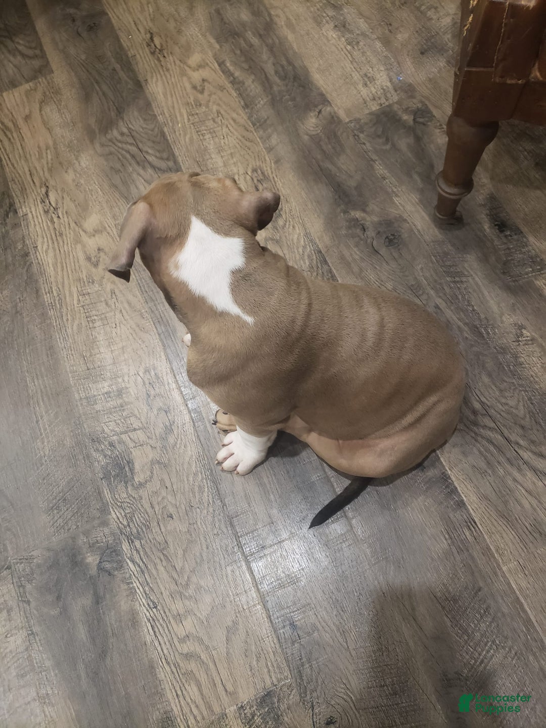 American Bully dogs for sale: Socks - Image 67