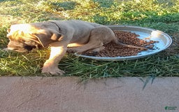 English Mastiff dogs for sale: Khaki Boy🤎 - Image 5