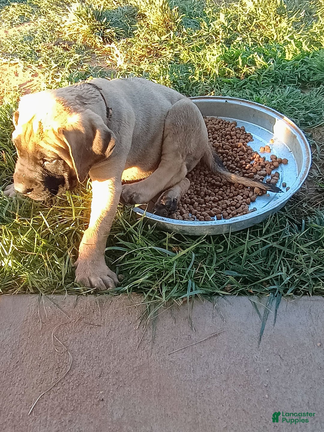 English Mastiff dogs for sale: Khaki Boy🤎 - Image 5