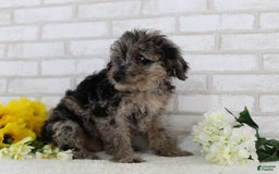 Mini Aussiedoodle dogs for sale: Firecracker - Image 5