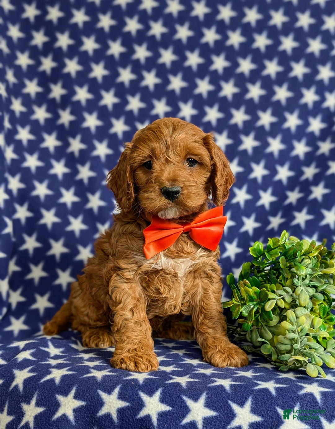 Cockapoo dogs for sale: Fitzgerald - Image 11