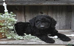 Aussiedoodle dogs for sale: Max - Image 1