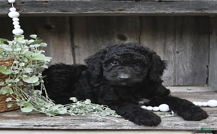 Aussiedoodle dogs for sale - Ad 4