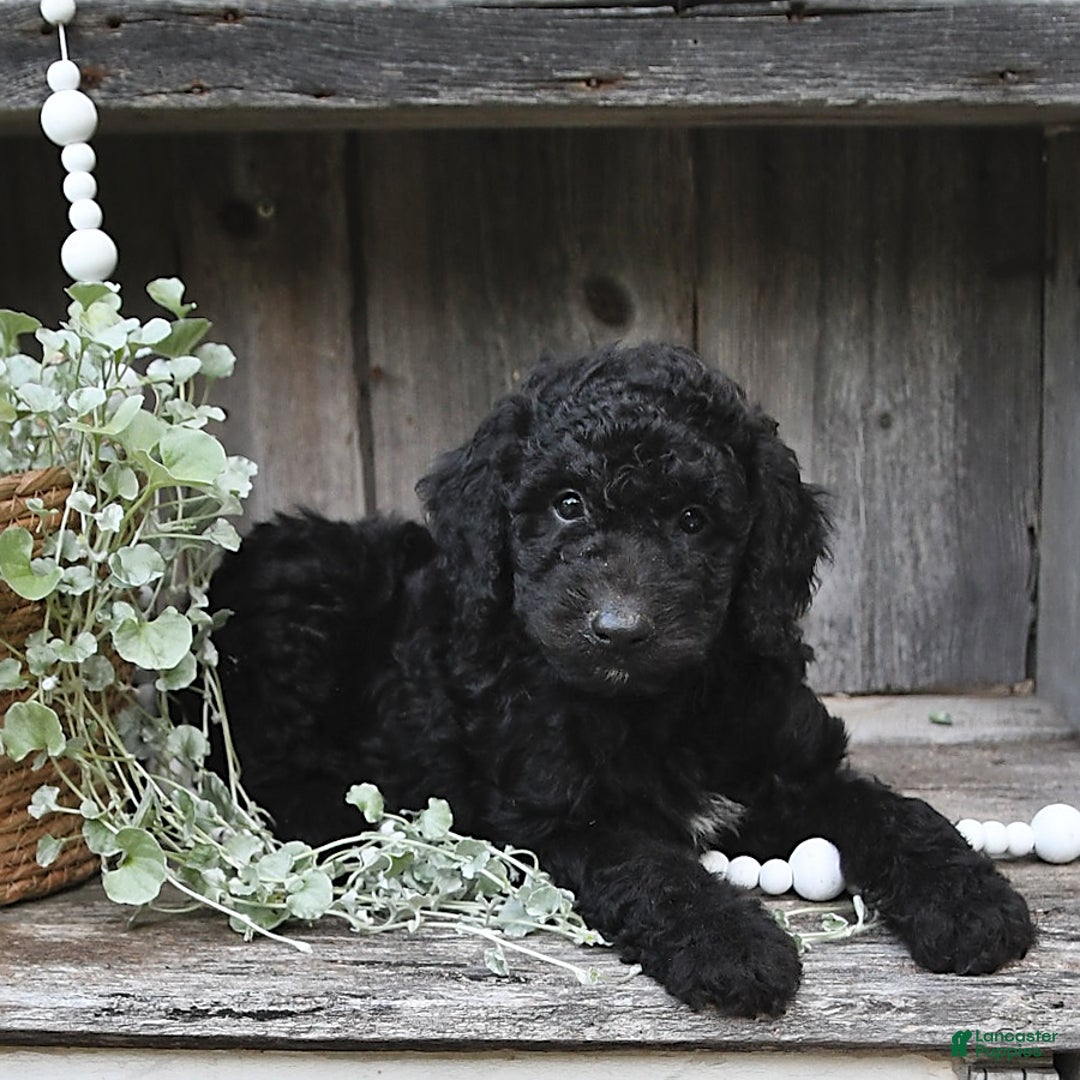 Aussiedoodle dogs for sale: Max - Image 1