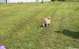 Shiba Inu dogs for sale: Tori - Image 6