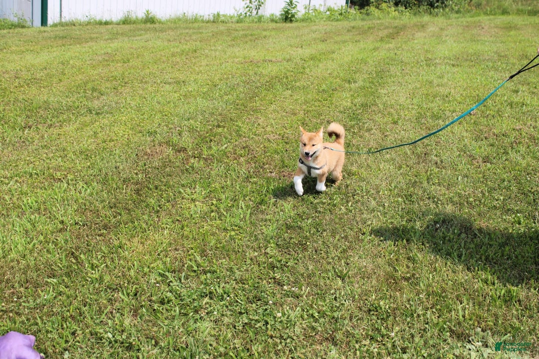 Shiba Inu dogs for sale: Tori - Image 6