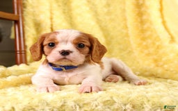 Cavalier King Charles Spaniel dogs for sale: Farley - Image 5