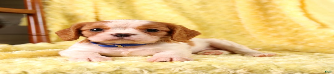 Farley