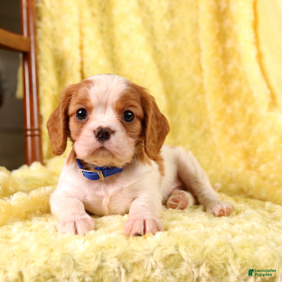 Cavalier King Charles Spaniel dogs for sale: Farley - Image 5