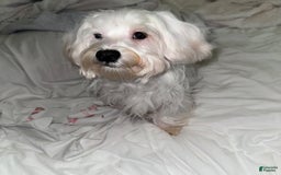 Morkie dogs for sale: Leo - Image 2