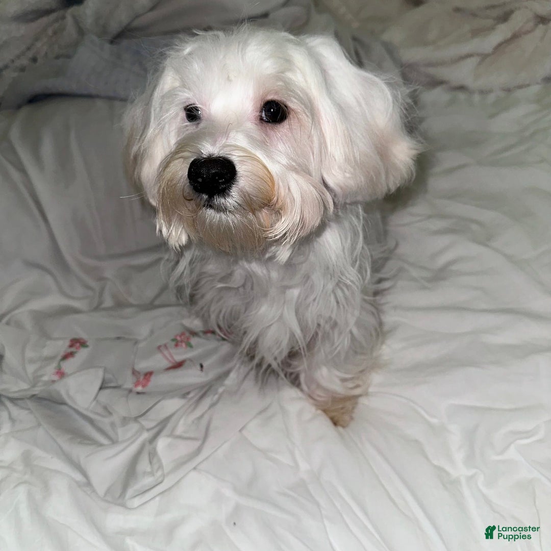 Morkie dogs for sale: Leo - Image 2