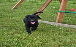 Labrador Retriever dogs for sale: Chester - Image 8
