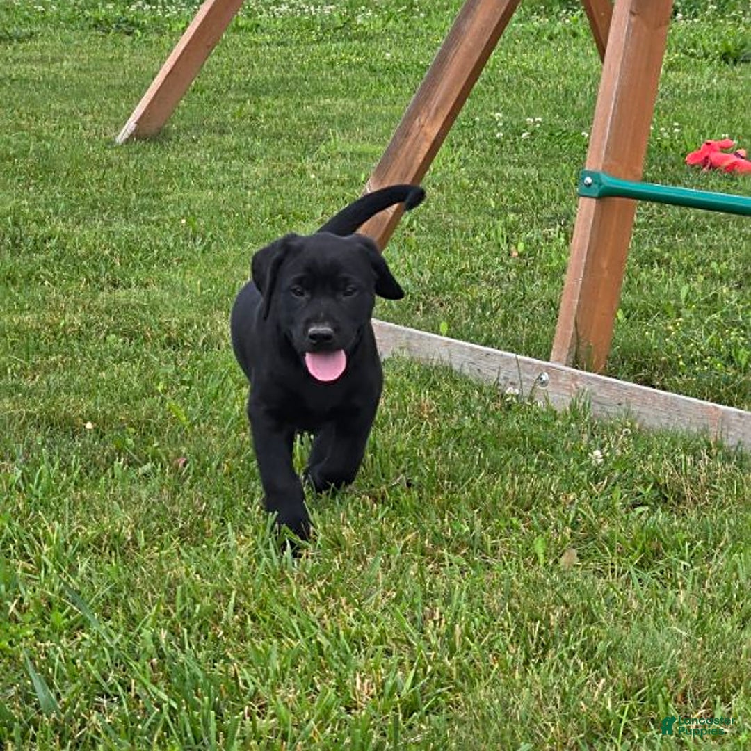 Labrador Retriever dogs for sale: Chester - Image 8