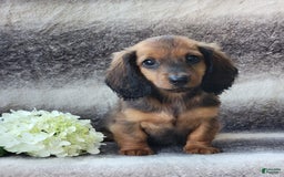 Miniature Dachshund dogs for sale: Trooper - Image 1