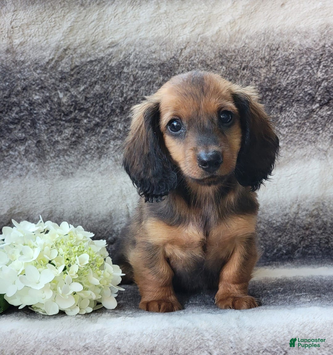 Miniature Dachshund dogs for sale: Trooper - Image 1