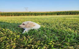 Labrador Retriever dogs for sale: Stella - Image 5