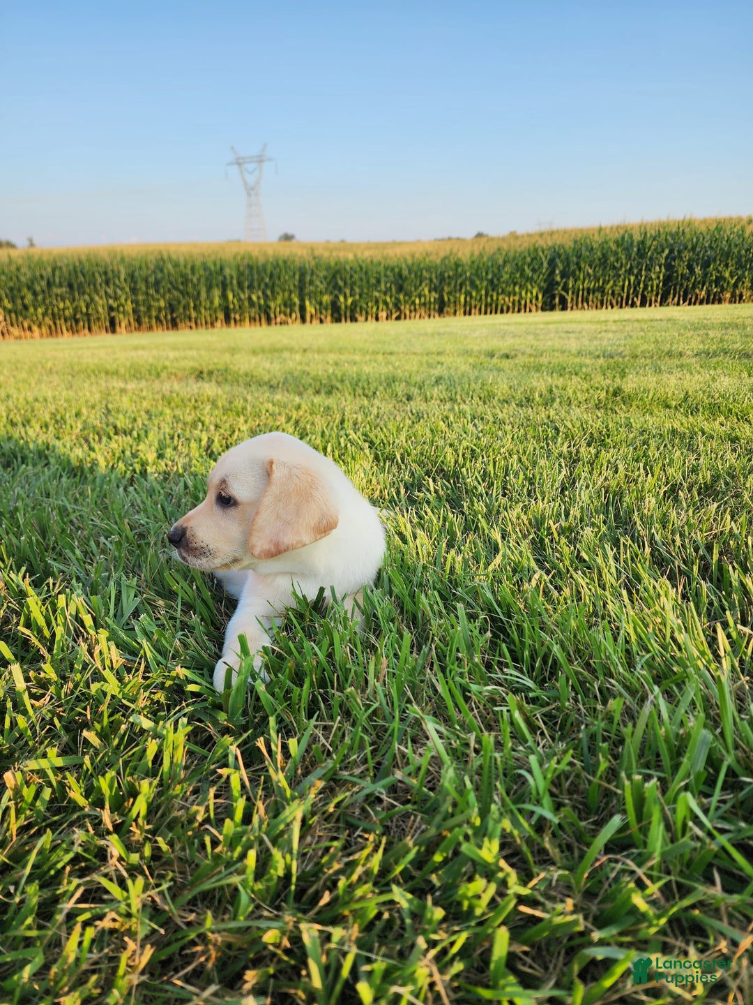 Labrador Retriever dogs for sale: Stella - Image 5