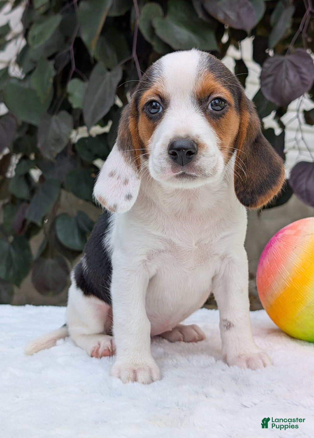 Beagle dogs for sale: Penny - Image 4