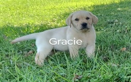 Labrador Retriever dogs for sale: Gracie - Image 2