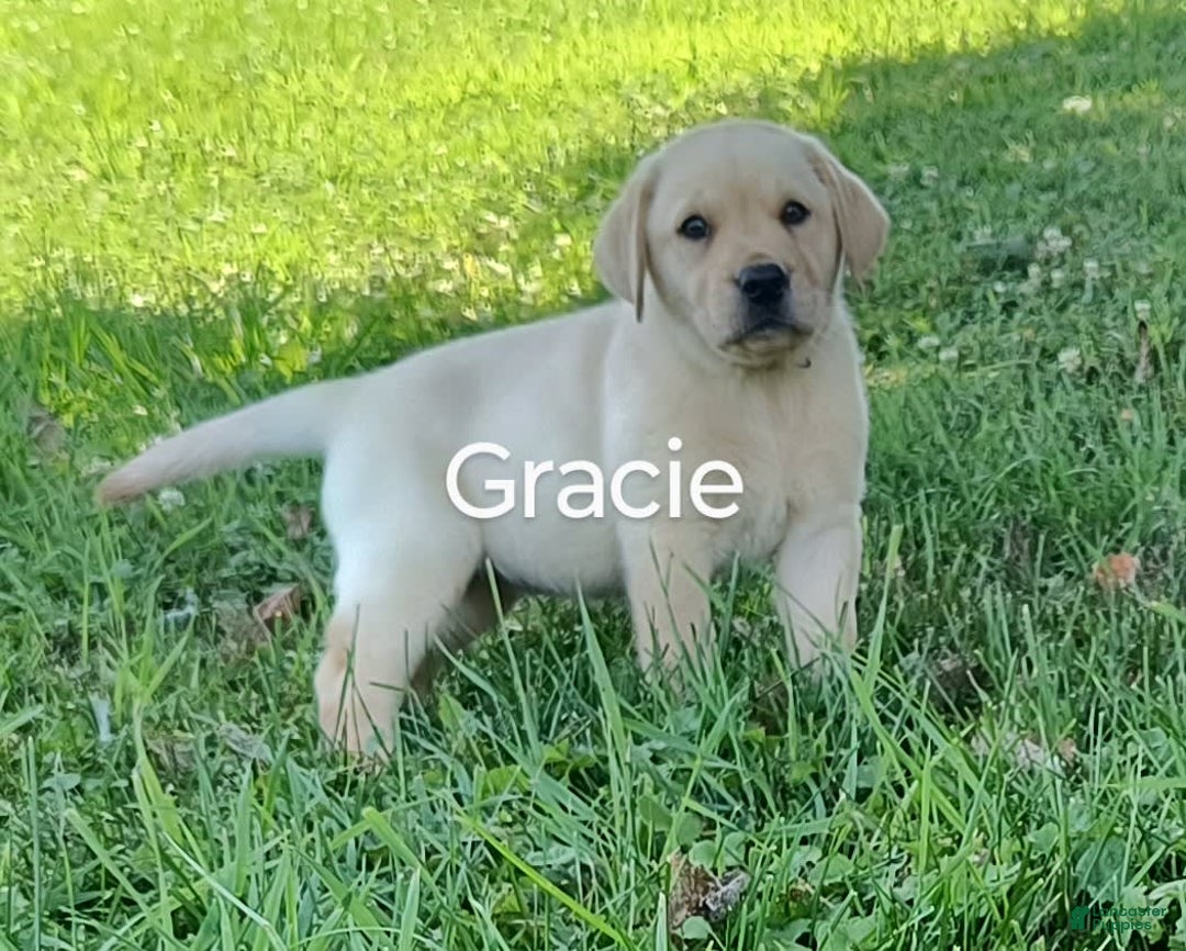 Labrador Retriever dogs for sale: Gracie - Image 2