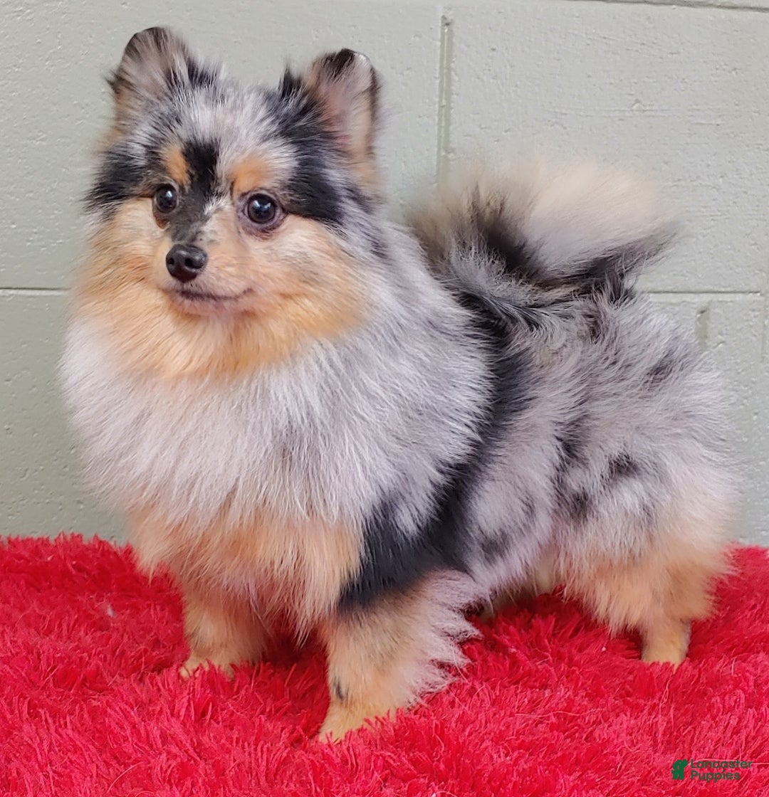 Pomeranian dogs for sale: Astro - Image 5