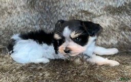 Miniature Schnauzer dogs for sale: Chipp - Image 6