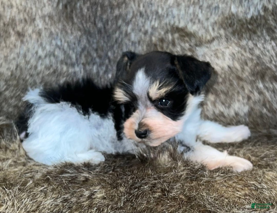 Miniature Schnauzer dogs for sale: Chipp - Image 6