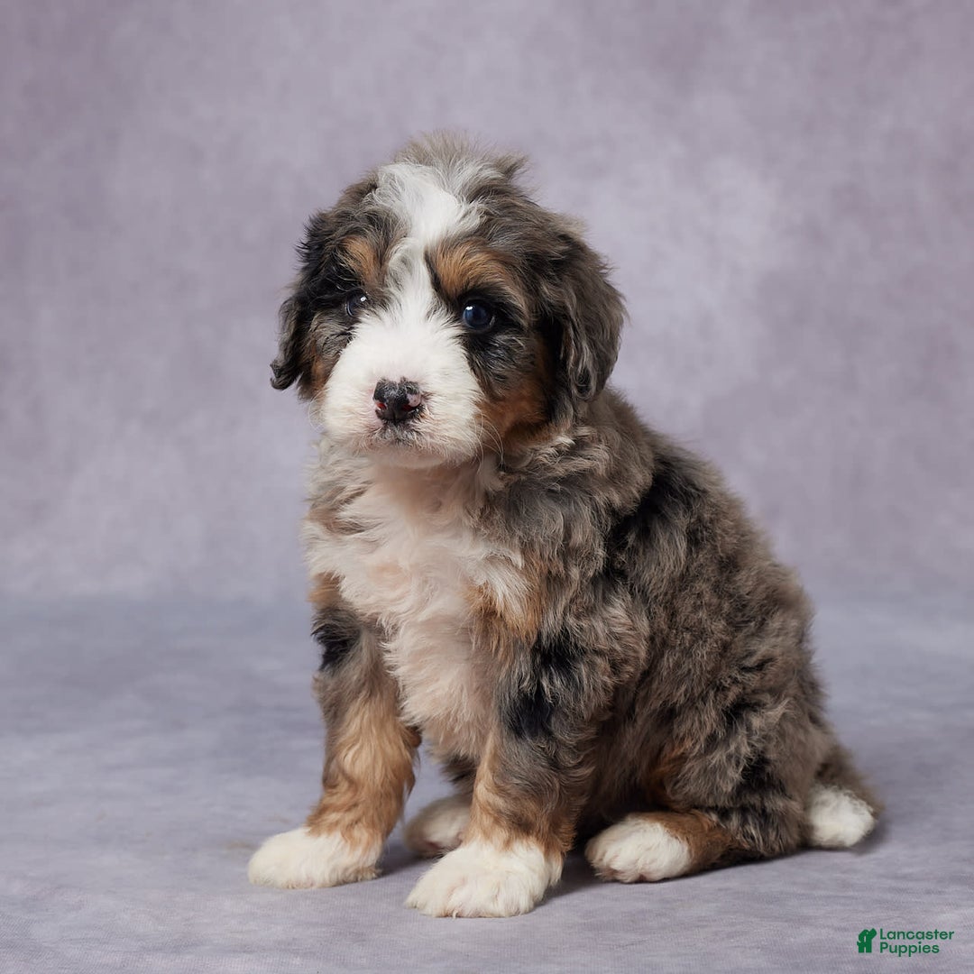 Mini Bernedoodle dogs for sale: Cody - Image 2