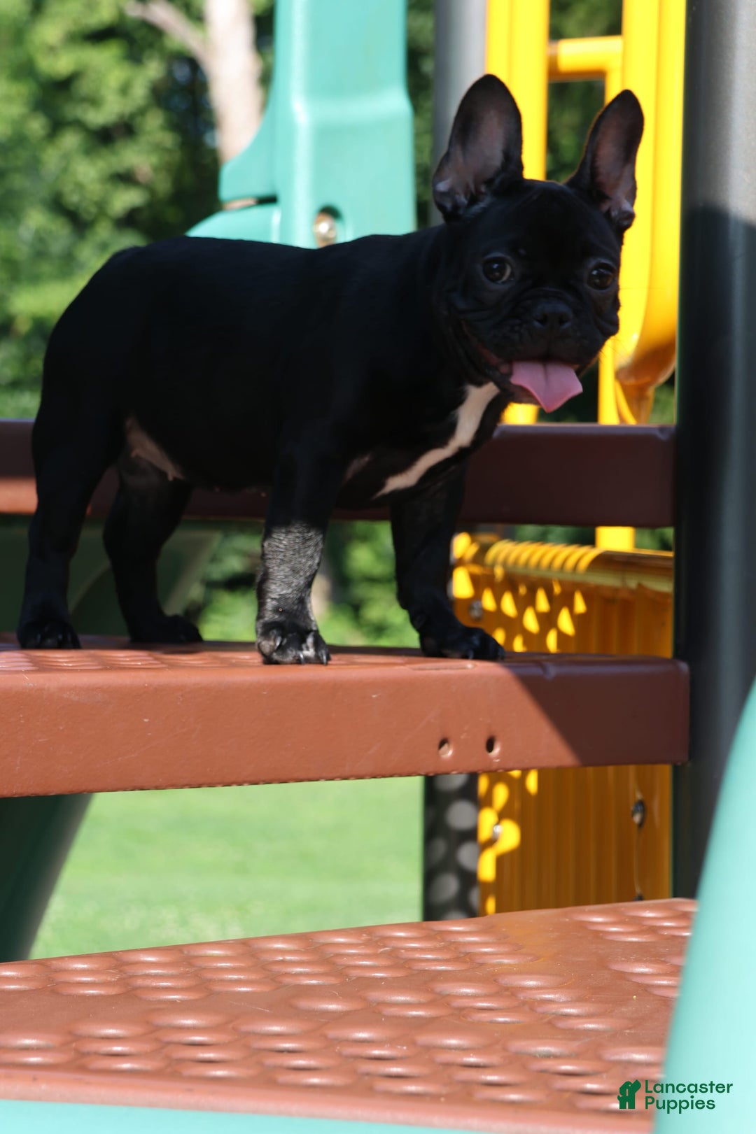 French Bulldog dogs for sale: Baby Girl - Image 1