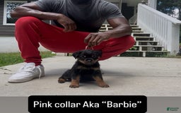Rottweiler dogs for sale: Pink Collar - Image 2