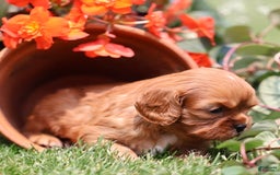 Cavalier King Charles Spaniel dogs for sale: Jax - Image 3