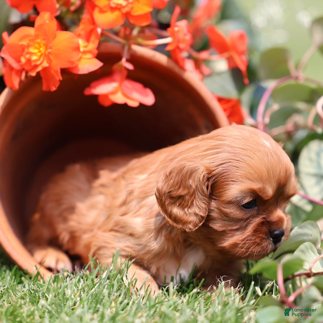 Cavalier King Charles Spaniel dogs for sale: Jax - Image 3
