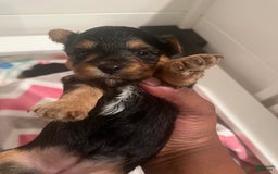 Yorkiepoo dogs for sale: Cookie - Image 3