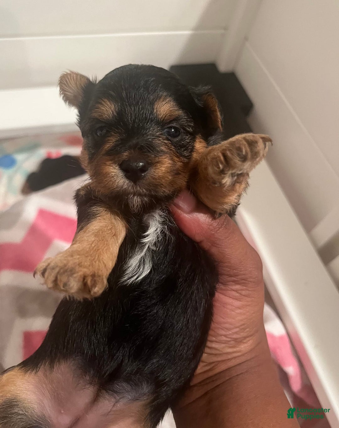 Yorkiepoo dogs for sale: Cookie - Image 3