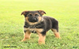 German Shepherd dogs for sale: Donovan - Image 3