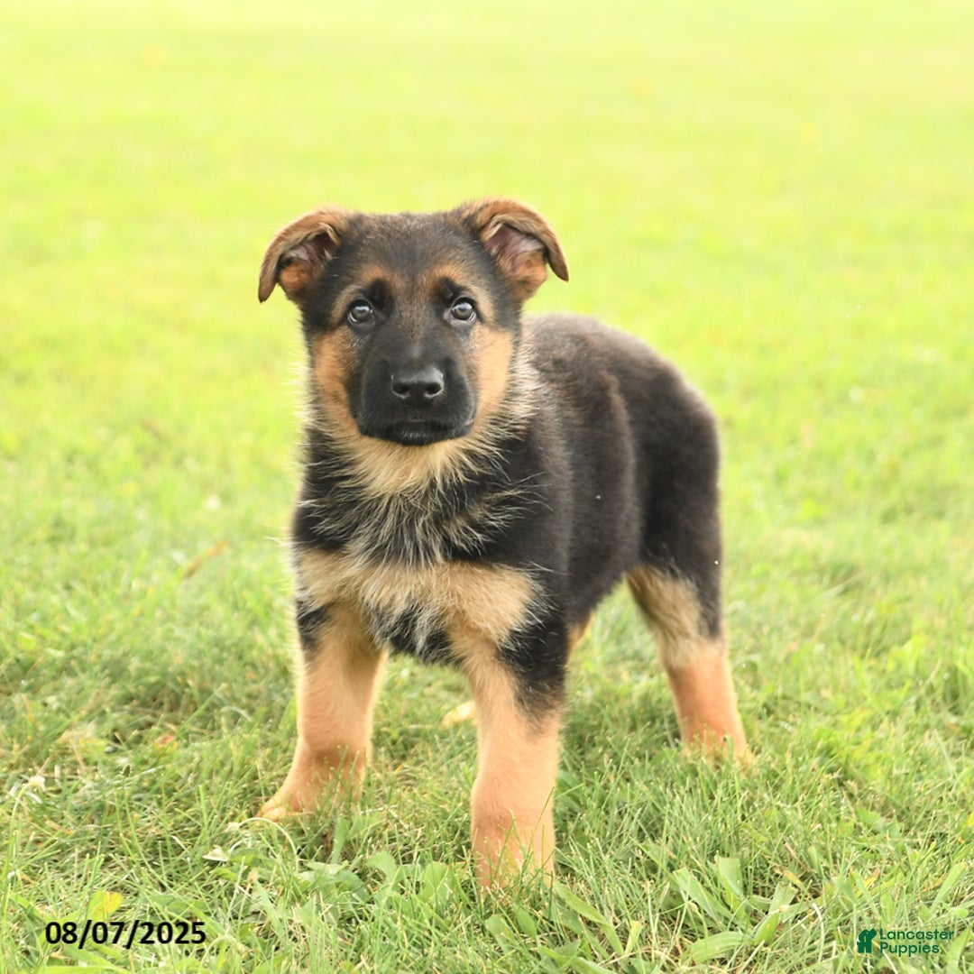 German Shepherd dogs for sale: Donovan - Image 3