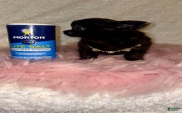Chihuahua dogs for sale: Tiny Long Coat Female - Image 6
