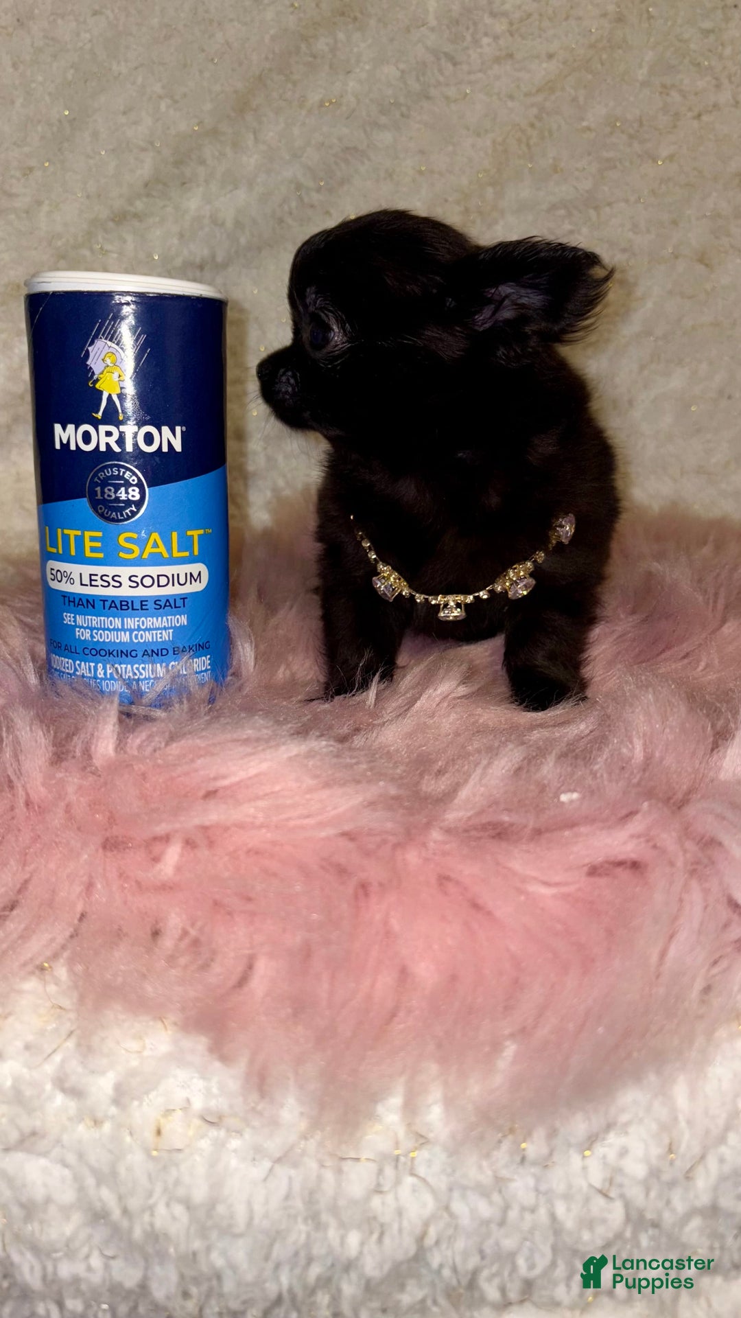 Chihuahua dogs for sale: Tiny Long Coat Female - Image 6