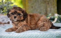Shihpoo dogs for sale: Mikki - Image 1