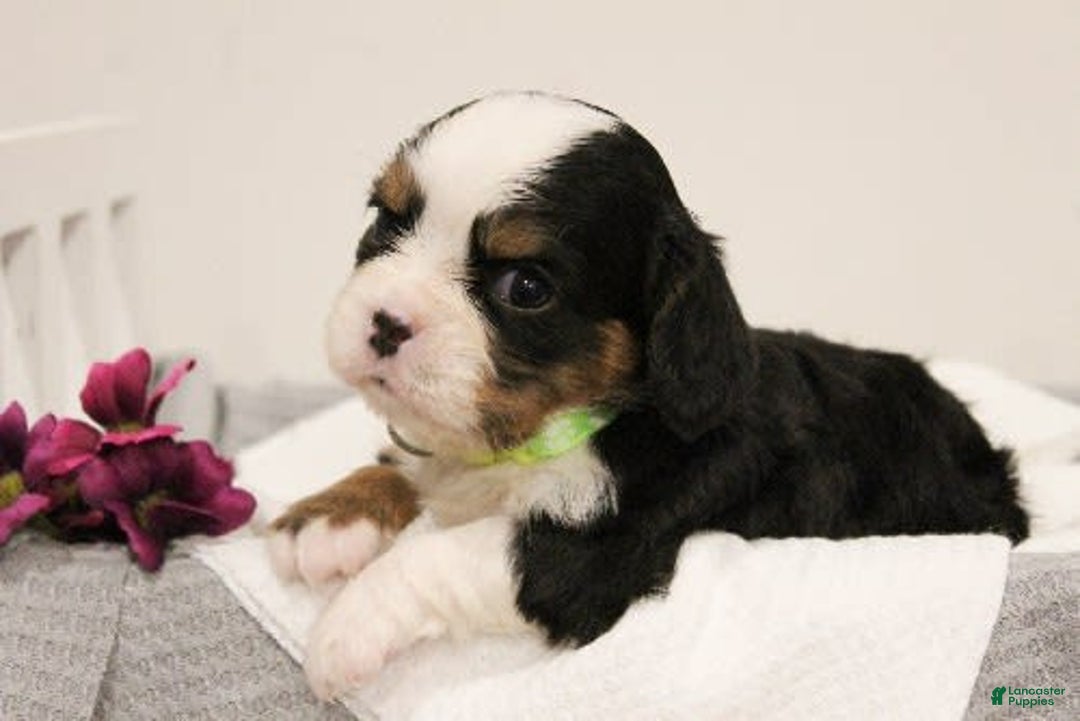 Miniature Bernese Mountain Dog dogs for sale: Gummybear - Image 8